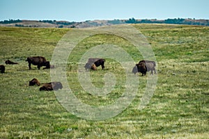 Bison grazing on the prairies of North Dakota