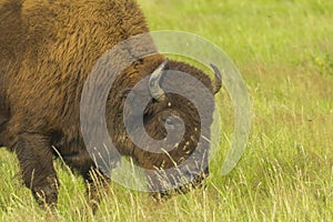 Bison grazing Russia