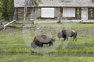 Bison grazing by the stream