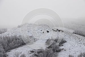 Bison grazing on a winter day