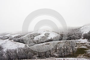 Bison grazing on a winter day