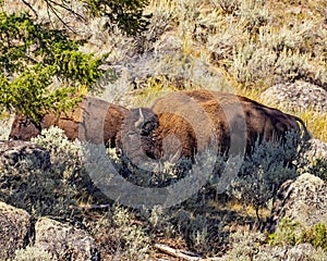 Bison grazing in Yellowstone National Park