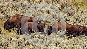 Bison grazing in Yellowstone National Park