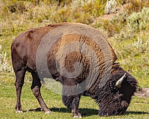 Bison grazing in Yellowstone National Park