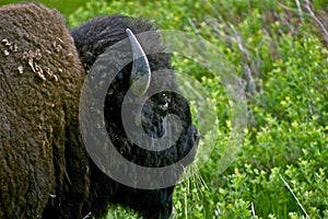 Bison Head Closeup