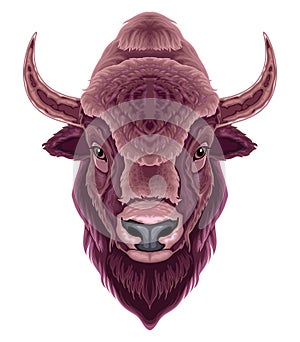 Bison head, vector isolated animal