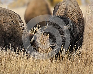 Bison heads together