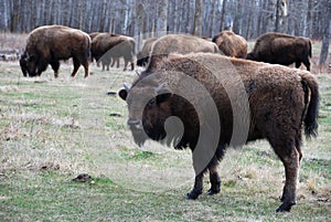 Bison herd