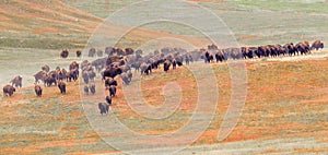 Bison Herd