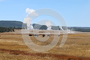 Bison Herd of american buffalo in a meadow in front of Lower Basin of Yellowstone National Park