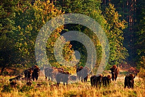 Bison herd in the autumn forest, sunny scene with big brown animal in the nature habitat, yellow leaves on the trees, Bialowieza