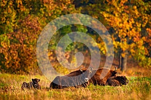 Bison herd in the autumn forest, sunny scene with big brown animal in the nature habitat, yellow leaves on the trees, Bialowieza