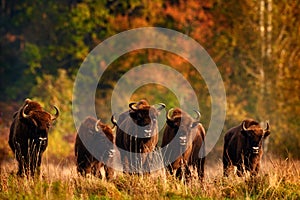 Bison herd in the autumn forest, sunny scene with big brown animal in the nature habitat, yellow leaves on the trees, Bialowieza