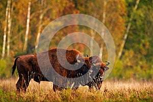 Bison herd in the autumn forest, sunny scene with big brown animal in the nature habitat, yellow leaves on the trees, Bialowieza