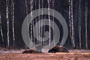 Bison herd in the autumn forest, sunny scene with big brown animal in the nature habitat, yellow leaves on the trees, Bialowieza