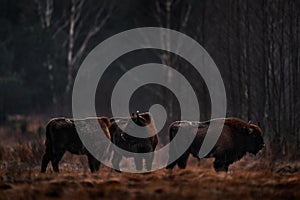 Bison herd in the autumn forest, sunny scene with big brown animal in the nature habitat, yellow leaves on the trees, Bialowieza