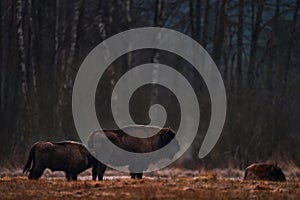 Bison herd in the autumn forest, sunny scene with big brown animal in the nature habitat, yellow leaves on the trees, Bialowieza