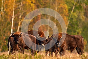 Bison herd in the autumn forest, sunny scene with big brown animal in the nature habitat, yellow leaves on the trees, Bialowieza