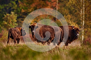 Bison herd in the autumn forest, sunny scene with big brown animal in the nature habitat, yellow leaves on the trees, Bialowieza