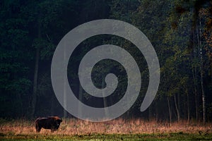 Dente gregge autunno foresta soleggiato scena il grande marrone l'animale natura foglie sul alberi 