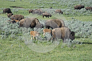 Bison herd with babies in Yellowstone National Park.