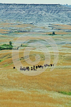 Bison Herd in the Badlands South Dakota