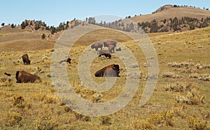 Bison Herd. Buffalo.Bison's family. Yellowstone national park as background