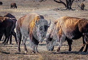 Bison Herd in Caprock Canyons State Park