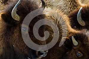 Bison herd closeup