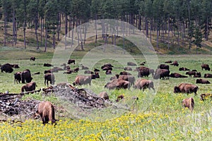 Bison Herd in Custer State Park