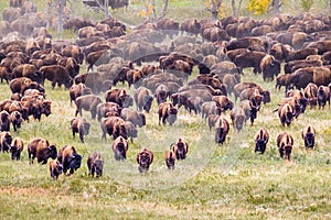 Bison Herd photo