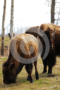 Bison herd in elk island