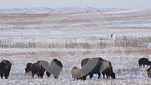 Bison herd foraging, snow-covered grassland, winter grazing, undisturbed nature