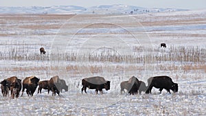 Bison herd foraging, snow-covered grassland, winter grazing, undisturbed nature