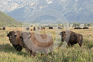 Bison herd grazing in the open grassland