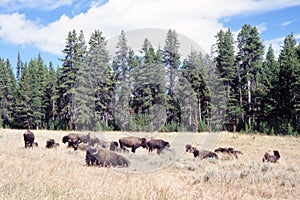 Bison Herd Grazing in Yellowstone Park