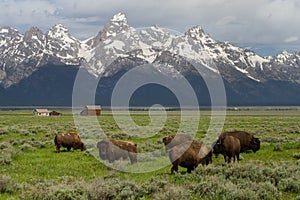 Bison herd homestead barns and wyoming mountains