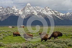 Bison herd homestead barns and wyoming mountains photo