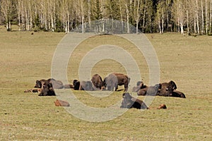 Bison Herd