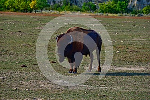 Bison Herd member at Roosevelt National Park North Dakota