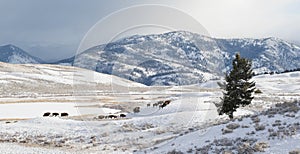 Bison herd migrate in winter