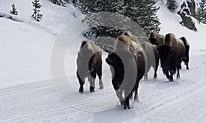 Bison herd moving during the winter in Yellowstone National Park