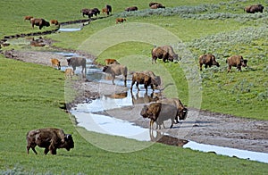 Bison herd near a water source.