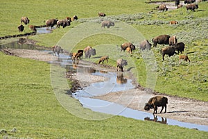 Bison herd near a water source.