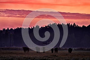 Bison herd in orange pink twilight sunrise, Bialowieza Forest, Poland in Europe. Bisons in the nature habitat, meadow near the