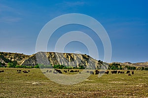 Bison Herd at Roosevelt National Park North Dakota