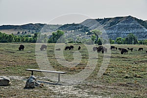 Bison Herd at Roosevelt National Park North Dakota