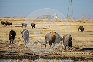 Bison Herd Running to Food