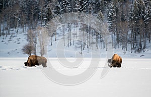 Bison herd in the Snow, Grand Teton National Park