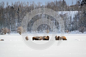 Bison herd in the Snow, Grand Teton National Park